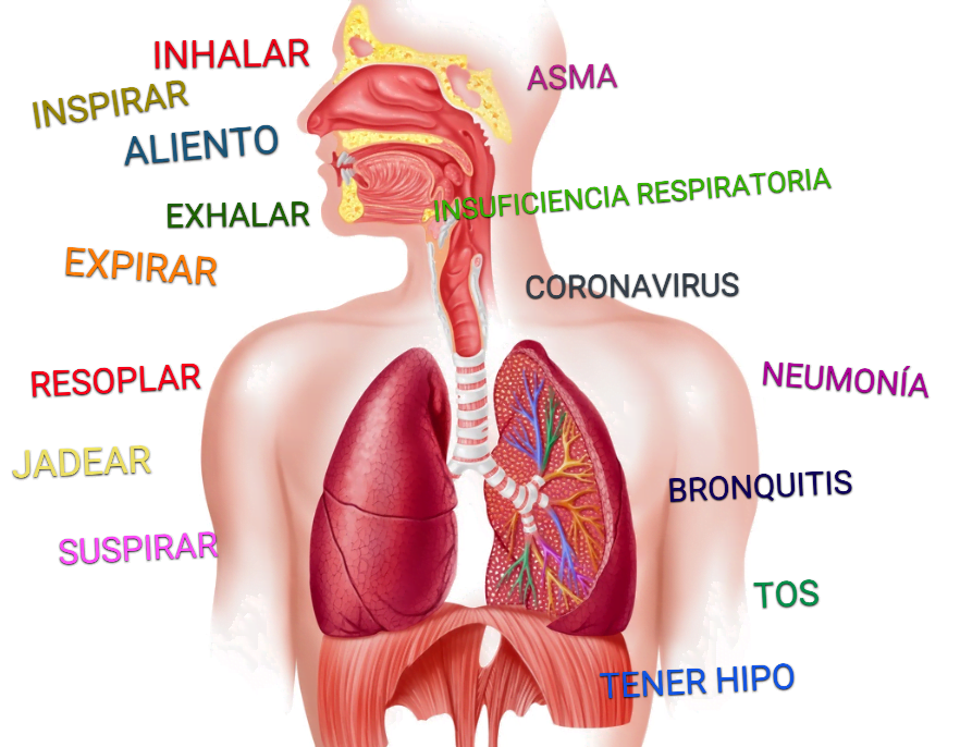 describir el sistema respiratorio