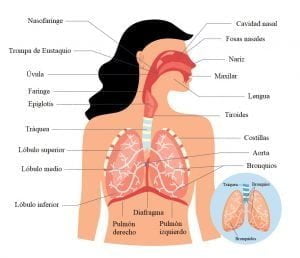 como describir el sistema respiratorio 